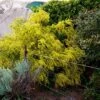 Acacia Acinacea – Gold Dust Wattle Seeds -Plants Shop Acacia acinacea – Gold Dust Wattle scaled 1