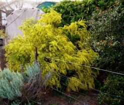 Acacia Acinacea – Gold Dust Wattle Seeds