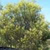 Acacia Subulate – Awl-leaf Wattle Seeds -Plants Shop Acacia subulata – Awl leaf Wattle 1 scaled 1