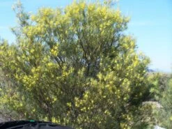 Acacia Subulate – Awl-leaf Wattle Seeds
