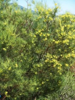 Acacia Subulate – Awl-leaf Wattle Seeds -Plants Shop Acacia subulata – Awl leaf Wattle 2 scaled 1