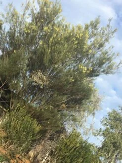 Acacia Subulate – Awl-leaf Wattle Seeds -Plants Shop Acacia subulata – Awl leaf Wattle scaled 1