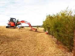 Acacia Subulate – Awl-leaf Wattle Seeds -Plants Shop Acacia subulate Awl leaf wattle hedge0427