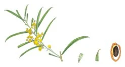 Acacia Uncifolia – Coast Wirilda Seeds -Plants Shop Acacia uncifolia