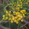 Acacia Uncifolia – Coast Wirilda Seeds