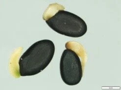 Acacia Uncifolia – Coast Wirilda Seeds -Plants Shop Acacia uncifolia G I Walker S N