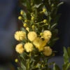 Acacia Paradoxa – Hedge Wattle Seeds -Plants Shop Acacia paradoxa