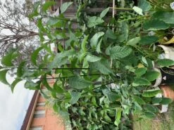 1x African Bitter-sweet Leaf (Rooted & Potted) Seedling -Plants Shop African Bitter 1