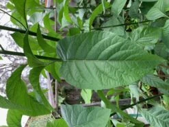 2x African Bitter-Sweet Leaf (Rooted & Potted) Seedling Plants -Plants Shop African Bitter 1.1 1