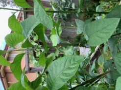 1x African Bitter-sweet Leaf (Rooted & Potted) Seedling -Plants Shop African Bitter 2