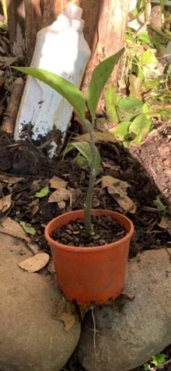 1x African Bitter-sweet Leaf (Rooted & Potted) Seedling -Plants Shop African Bitter 3