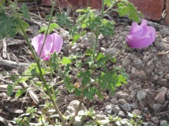 Alyogyne Huegelii – Wa Hibiscus Seeds -Plants Shop Alyogyne huegelii Pink Enough Wildtech June 2020 1