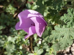 Alyogyne Huegelii – Wa Hibiscus Seeds -Plants Shop Alyogyne huegelii Pink Enough Wildtech June 2020 2