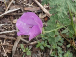 Alyogyne Huegelii – Wa Hibiscus Seeds -Plants Shop Alyogyne huegelii Pink Enough Wildtech June 2020 8