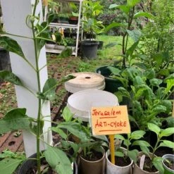 Jerusalem Artichoke Plants -Plants Shop Artichoke 1