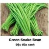 Snake Bean Seeds -Plants Shop B020035C E132 4168 8567 A0CDF968406B