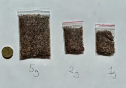 Xerochrysum Bracteatum (Mixed Colour) Everlasting Paper Daisy (5g Bulk) Seeds -Plants Shop BA45CC96 585F 4943 86CB 8FE516A62E00 scaled 1