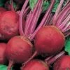 Beetroot Perfect 3 Seeds -Plants Shop BEETROOT PERFECT 3