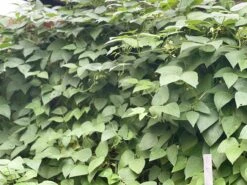 Organic Double Beans/ Tropical Lima Beans Seeds -Plants Shop BF3F1F95 5C53 48C2 8991 EBAEECBB6D5A scaled 1