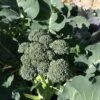 Broccoli Seeds -Plants Shop BROCCOLI 4
