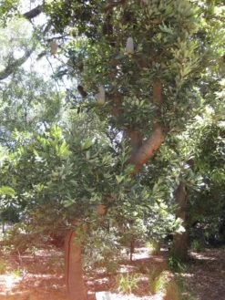 Banksia Serrata – Saw-tooth Banksia Seeds 9 Banksia Serrata – Saw-tooth Banksia Seeds -Plants Shop Banksia serrata 2