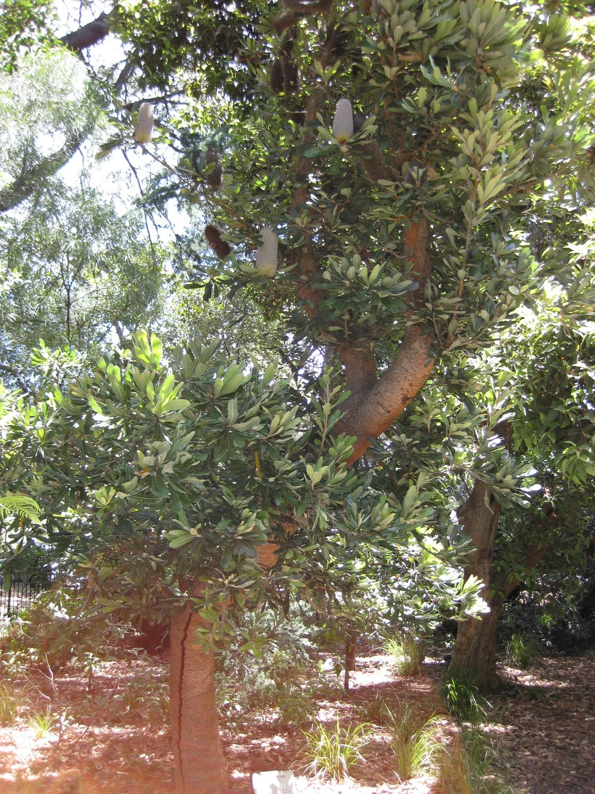 Banksia Serrata – Saw-tooth Banksia Seeds 6 Banksia Serrata – Saw-tooth Banksia Seeds - Image 4