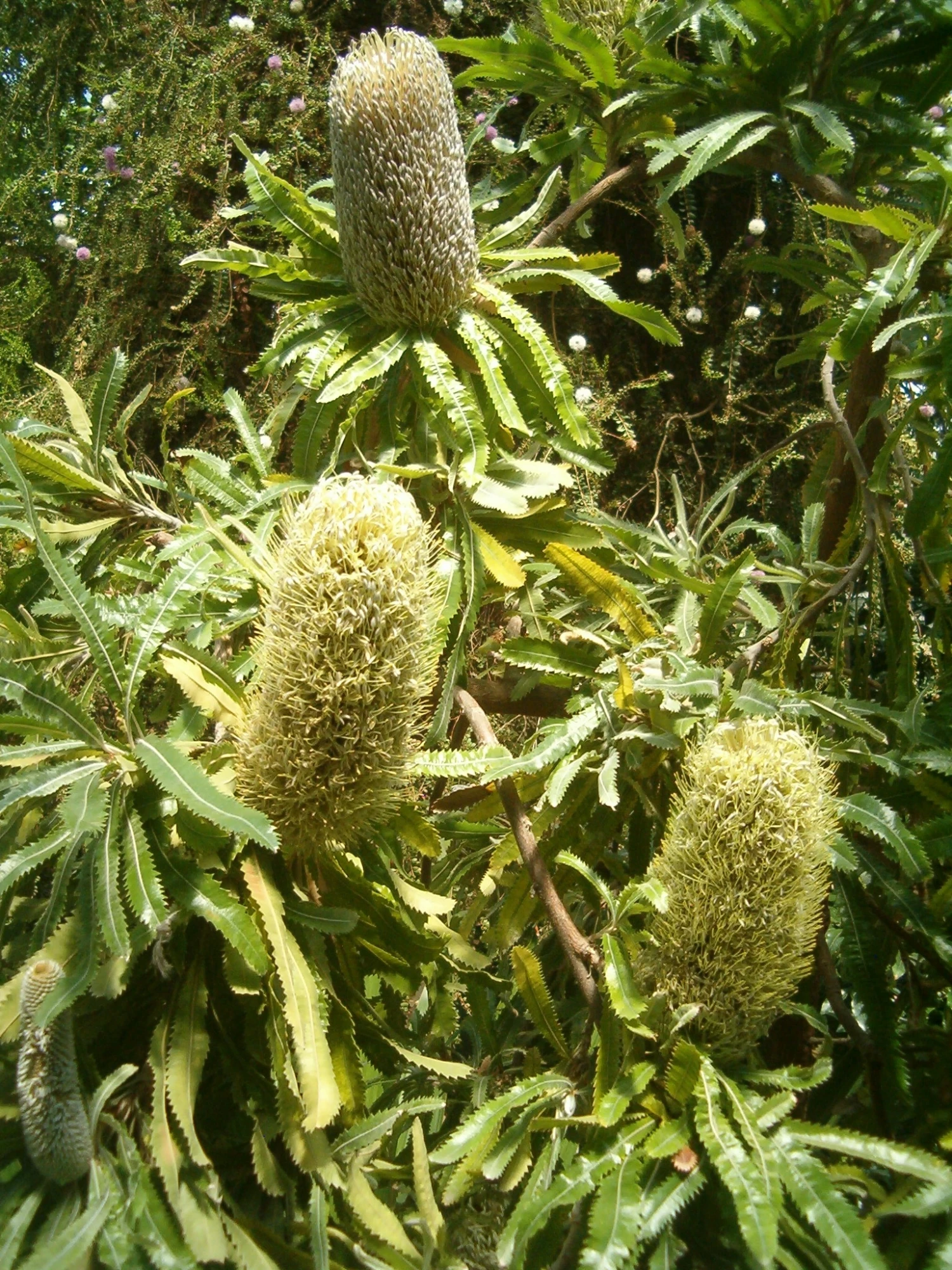 Banksia Serrata – Saw-tooth Banksia Seeds 5 Banksia Serrata – Saw-tooth Banksia Seeds - Image 3