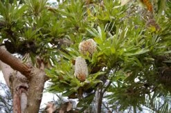 Banksia Serrata – Saw-tooth Banksia Seeds 7 Banksia Serrata – Saw-tooth Banksia Seeds -Plants Shop Banksia serrata 4