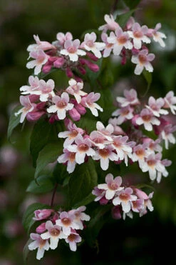 Beauty Bush Kolkwitzia Amabilis Seeds
