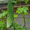 Bitter Gourd / Bitter Squash Seeds -Plants Shop Bitter Gourd scaled 1