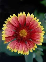 Gaillardia Blanket Flower Seeds 4 Gaillardia Blanket Flower Seeds - Image 2