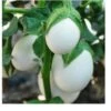 Thai Eggplant / White Eggplant Seeds 1 Thai Eggplant / White Eggplant Seeds -Plants Shop C19C8E8B 0475 45A2 8CE2 A9B92078CCE2 scaled 1