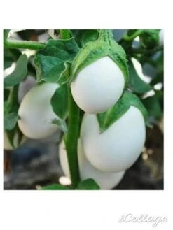 Thai Eggplant / White Eggplant Seeds