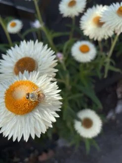 Xerochrysum Bracteatum (Mixed Colour) Everlasting Paper Daisy (5g Bulk) Seeds -Plants Shop C8757486 3C6D 4BD3 B26F 5DEAE576A2E2 scaled 1