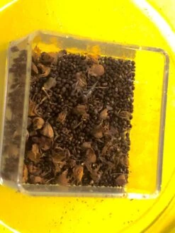 Organic Basil- Krishna Tulsi Seeds -Plants Shop CA427FA1 73C0 44CF AA62 8F359130EE15