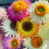 Xerochrysum Bracteatum (Mixed Colour) Everlasting Paper Daisy (5g Bulk) Seeds -Plants Shop CCECB6DB AB78 4601 8ED5 1B6A0A0F9E0E