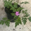 Herb Robert Seeds -Plants Shop CF3CDD48 B618 4FB8 B338 6BC7CFFC0E58