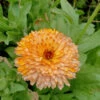 Calendula Orange Flash Seeds 2 Calendula Orange Flash Seeds -Plants Shop Calendula orange flash 1