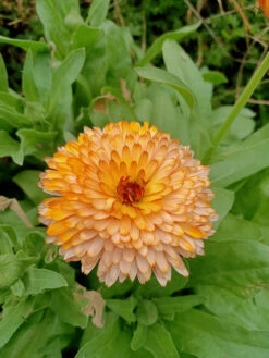 Calendula Orange Flash Seeds
