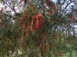 Callistemon Viminalis – Weeping Red Bottlebrush Seeds -Plants Shop Callistemon viminalis Weeping Red Bottlebrush 1