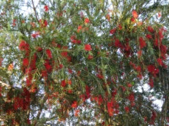 Callistemon Viminalis – Weeping Red Bottlebrush Seeds -Plants Shop Callistemon viminalis Weeping Red Bottlebrush 2