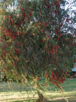Callistemon Viminalis – Weeping Red Bottlebrush Seeds -Plants Shop Callistemon viminalis Weeping Red Bottlebrush