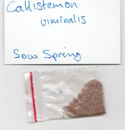 Callistemon Viminalis – Weeping Red Bottlebrush Seeds -Plants Shop Callistemon viminalis seed