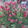 Bottlebrush, Seeds From Callistemon ‘Purple Splendour’ Seeds -Plants Shop Callistemon ‘Purple Splendour 4