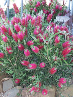 Bottlebrush, Seeds From Callistemon ‘Purple Splendour’ Seeds