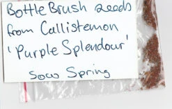 Bottlebrush, Seeds From Callistemon ‘Purple Splendour’ Seeds -Plants Shop Callistemon ‘Purple Splendour Seeds x 100