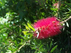 Bottlebrush, Seeds From Callistemon ‘Purple Splendour’ Seeds -Plants Shop Callistemon ‘Purple Splendour bottleBrush