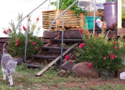 Bottlebrush, Seeds From Callistemon ‘Purple Splendour’ Seeds -Plants Shop Callistemon ‘Purple Splendour bottleBrush 3