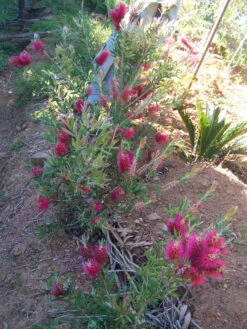 Bottlebrush, Seeds From Callistemon ‘Purple Splendour’ Seeds -Plants Shop Callistemon ‘Purple Splendour bottleBrush 4 scaled 1