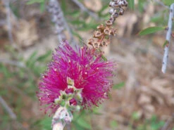 Bottlebrush, Seeds From Callistemon ‘Purple Splendour’ Seeds -Plants Shop Callistemon ‘Purple Splendour bottleBrush 5